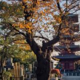 池上本門寺・五重の塔
