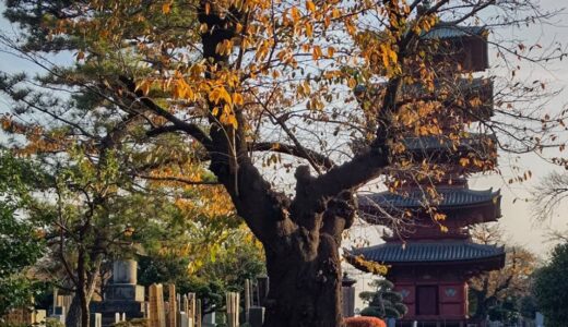 池上本門寺・五重の塔